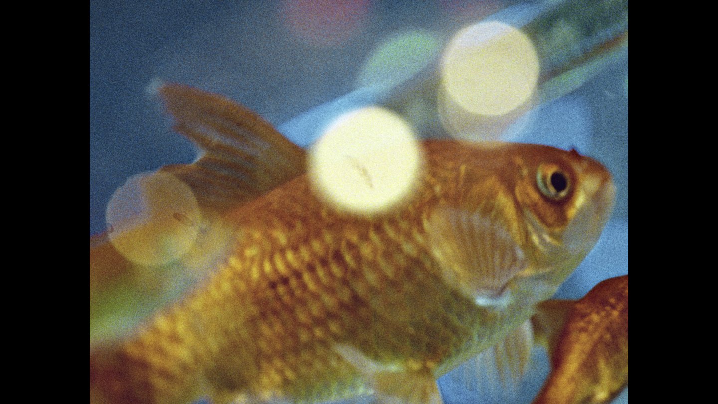 Fische