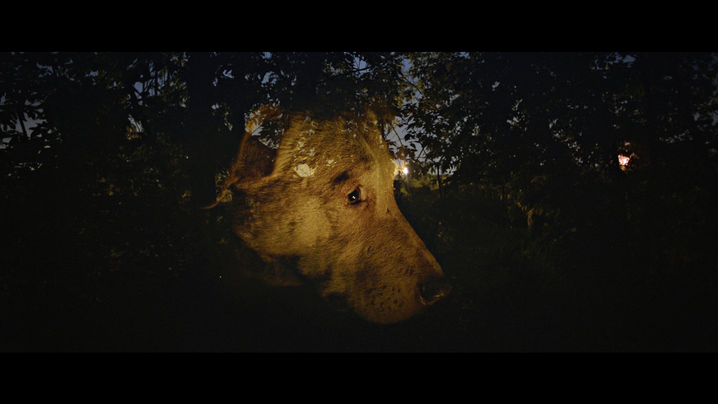 DREAMING DOGS | © Viennale