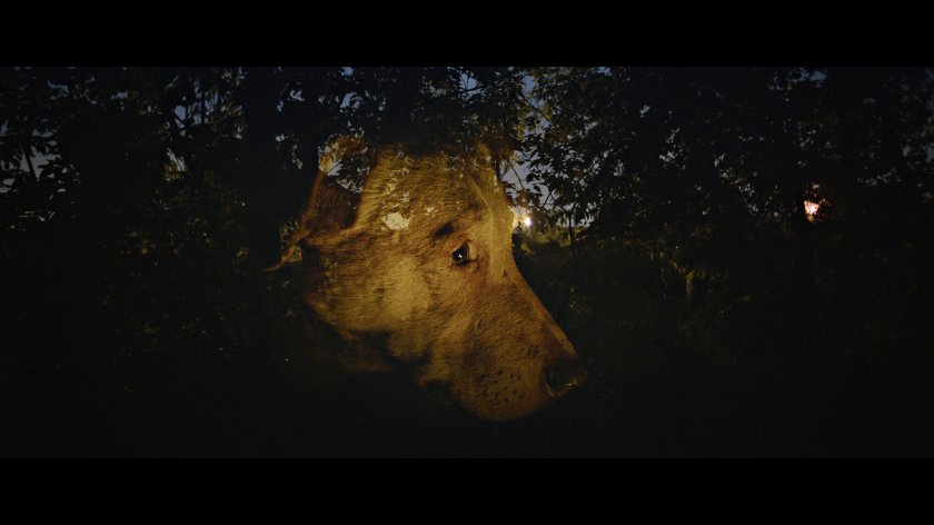 DREAMING DOGS | © Viennale