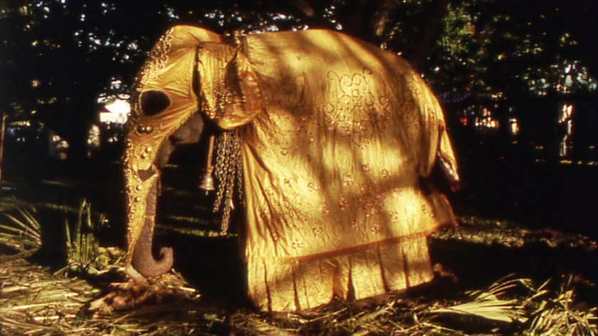 Filmstill A Depression in the Bay of Bengal: Man sieht einen Elefant