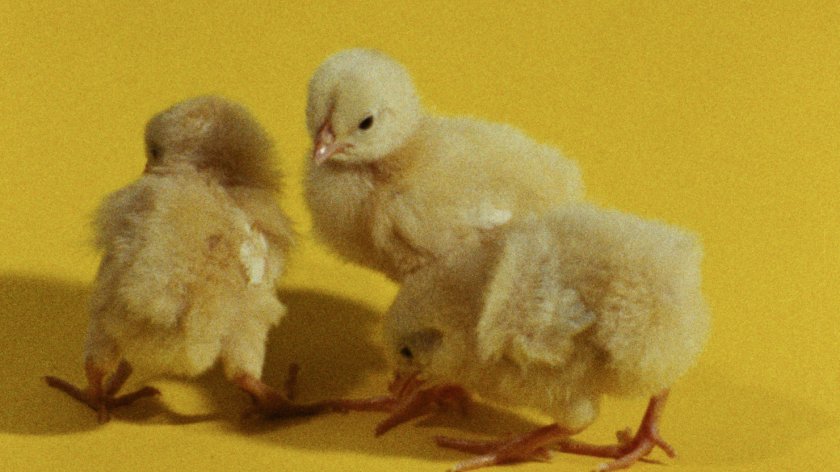 Drei Küken vor gelben Hintergrund
