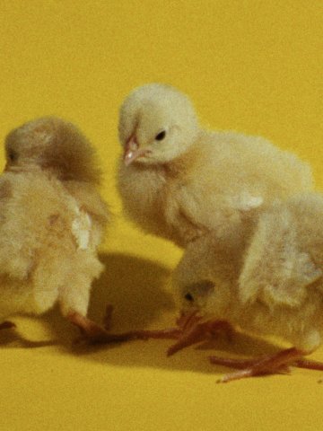 Drei Küken vor gelben Hintergrund