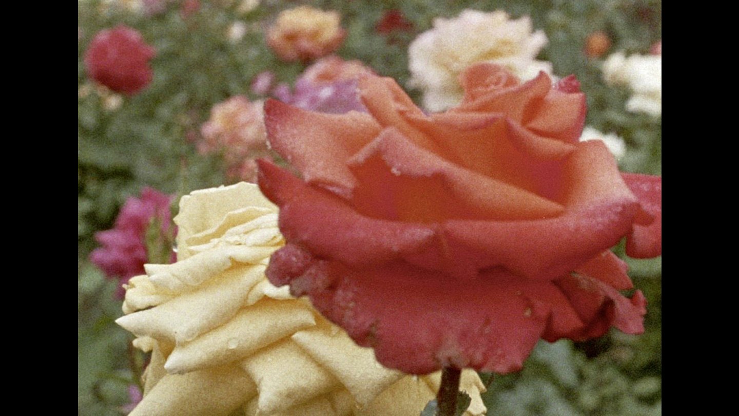 Image of movie Glimpses from a Visit to Orkney in Summer 1995