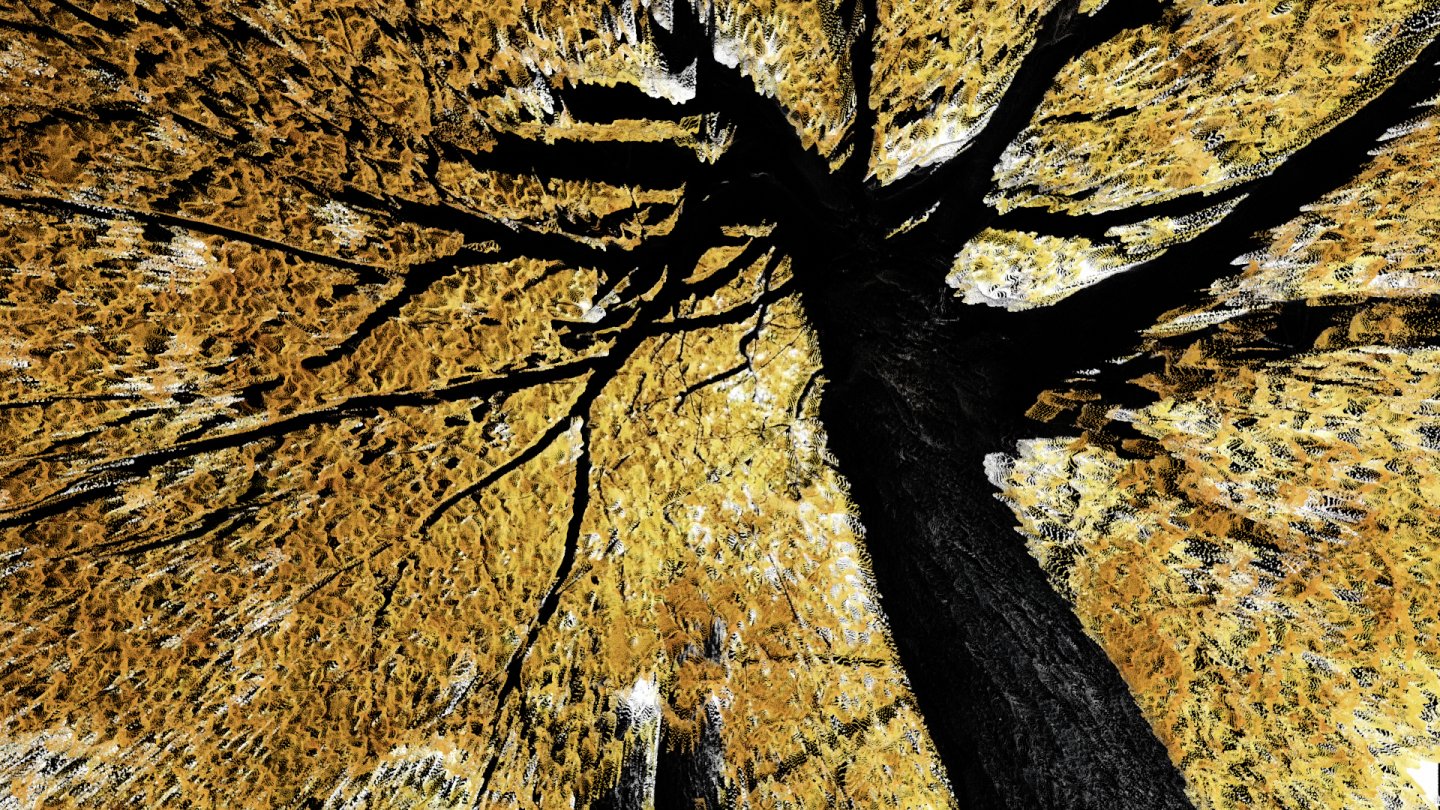 Image of movie Homenaje a la obra de Philip Henry Gosse