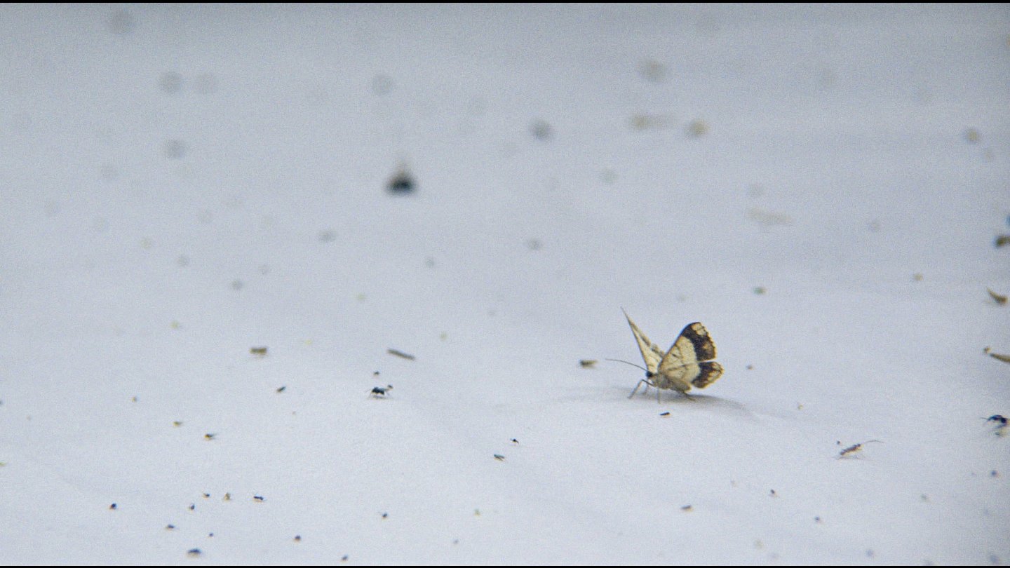 Image of movie Night Colonies