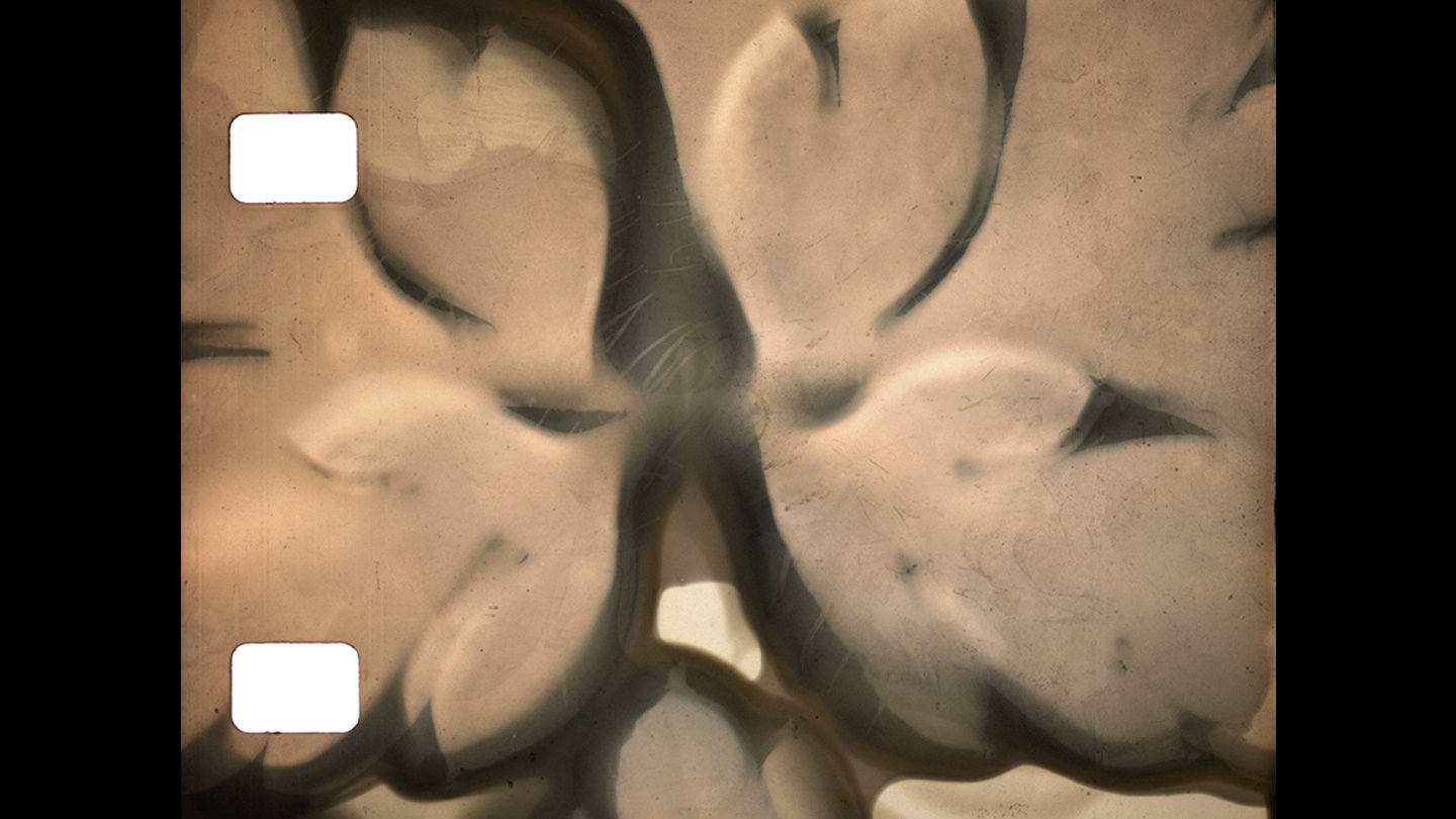 Image of movie Phytography