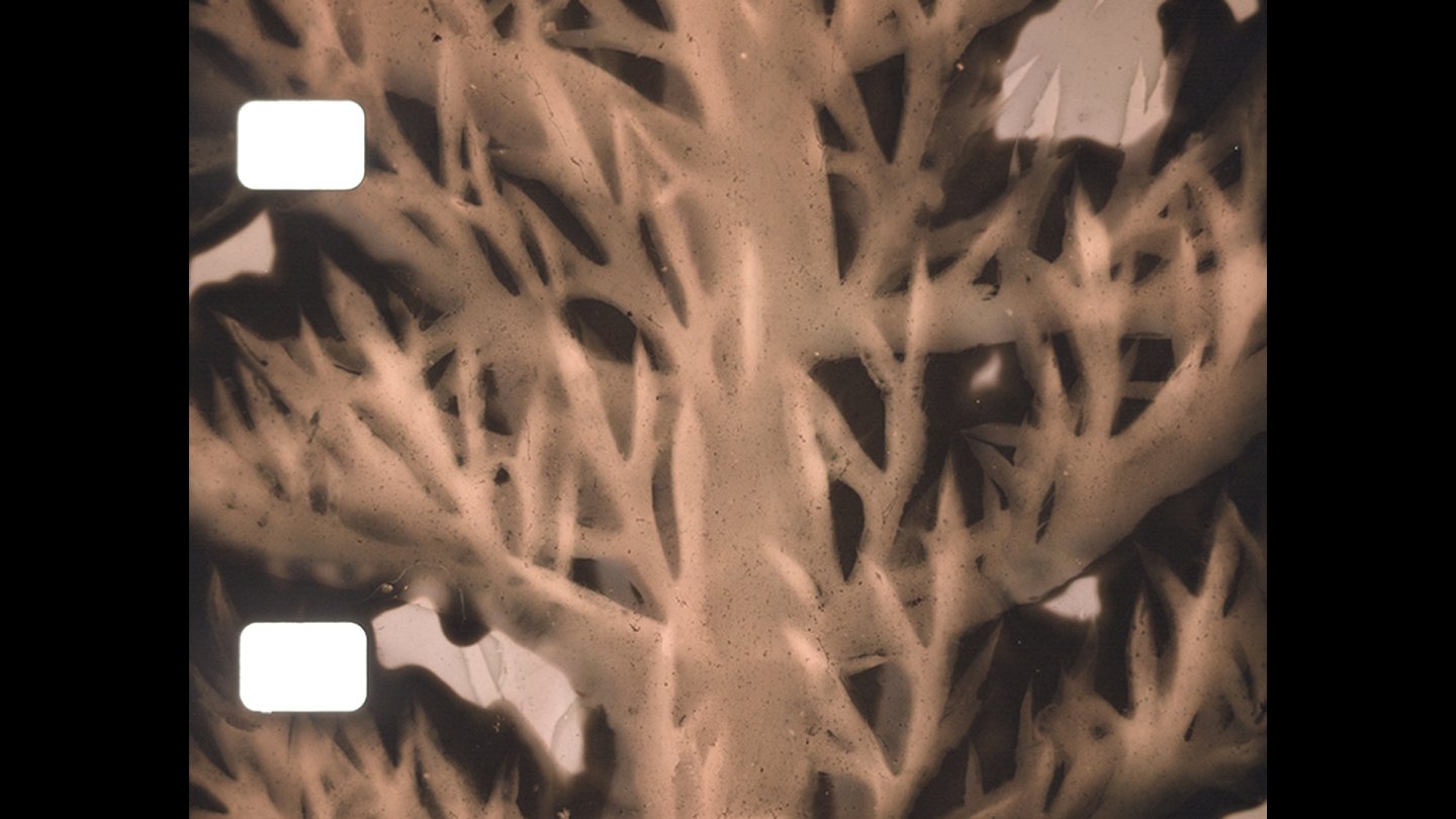 Image of movie Phytography