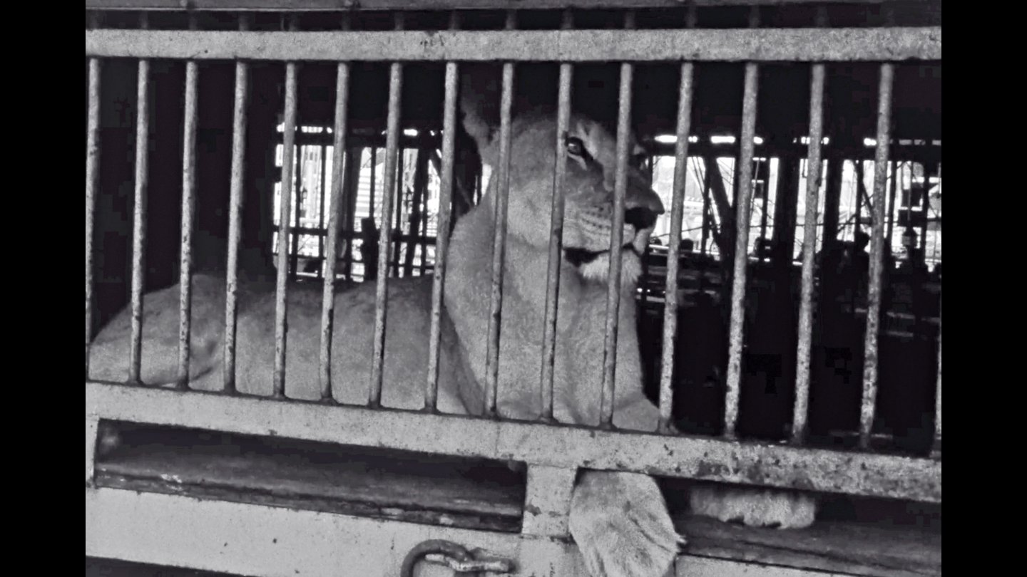 Image of movie Viennale-Trailer 2022: The Lioness