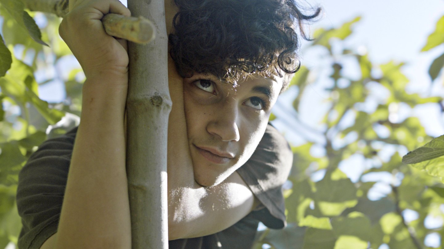 Image of movie Taht el shajara