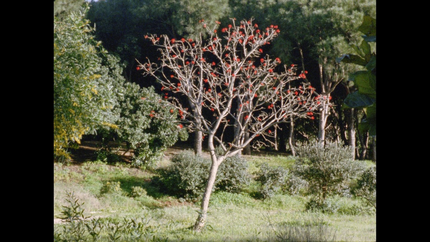 Image of movie The Secret Garden