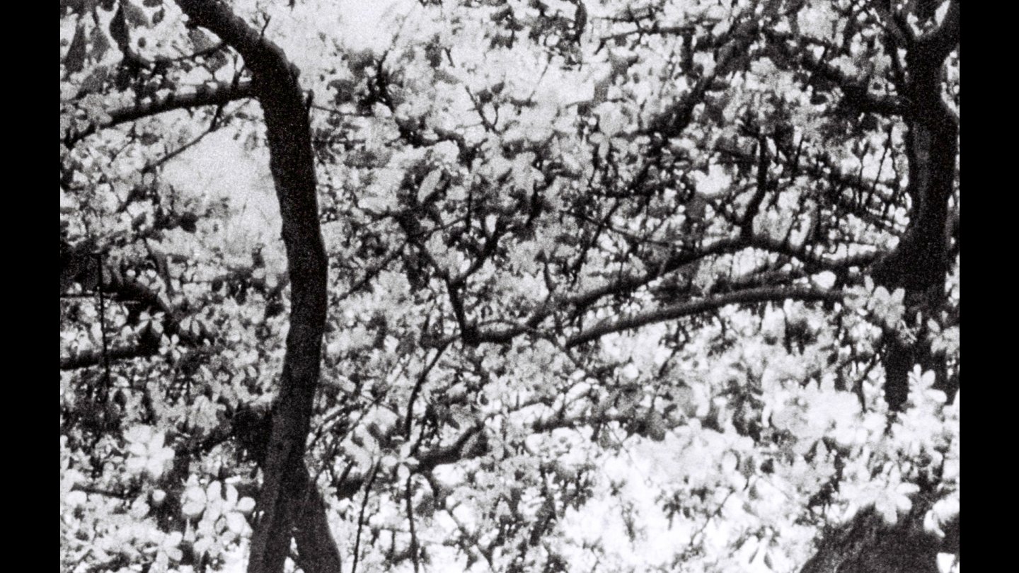 Image of movie This Is for Jonas Mekas