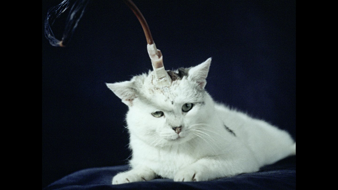 Image of movie Grandmamauntsistercat