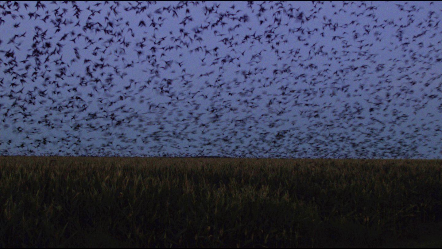 Image of movie Homing
