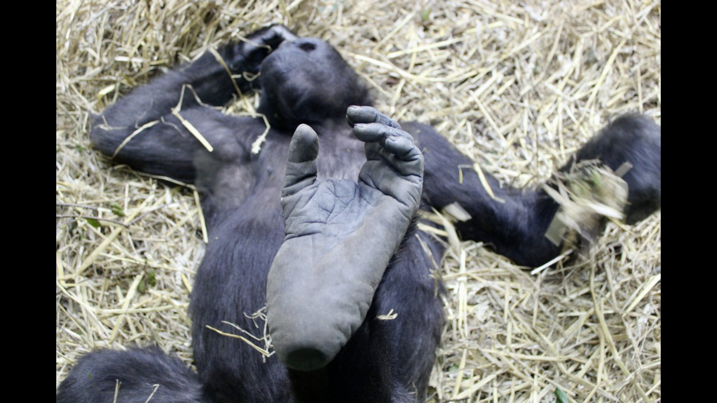 Image of movie Der unsichtbare Zoo