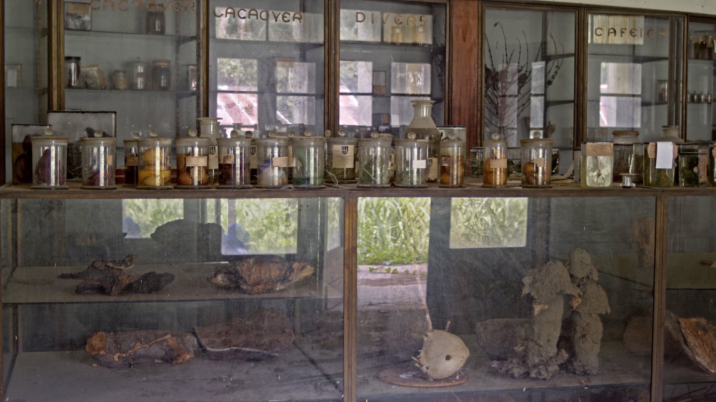 Filmstill of L' Arbre de l’authenticité