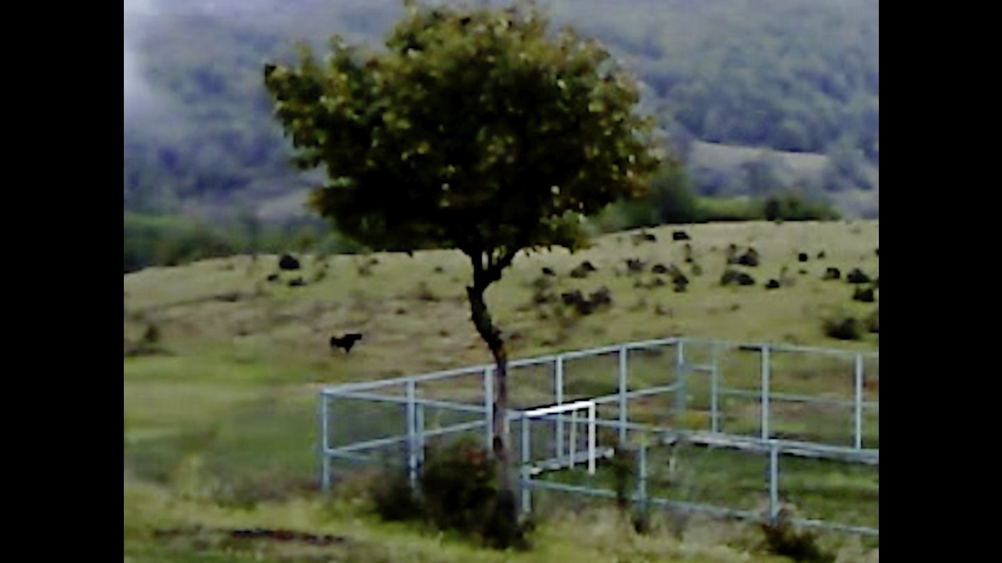 Filmstill of Dry Leaf