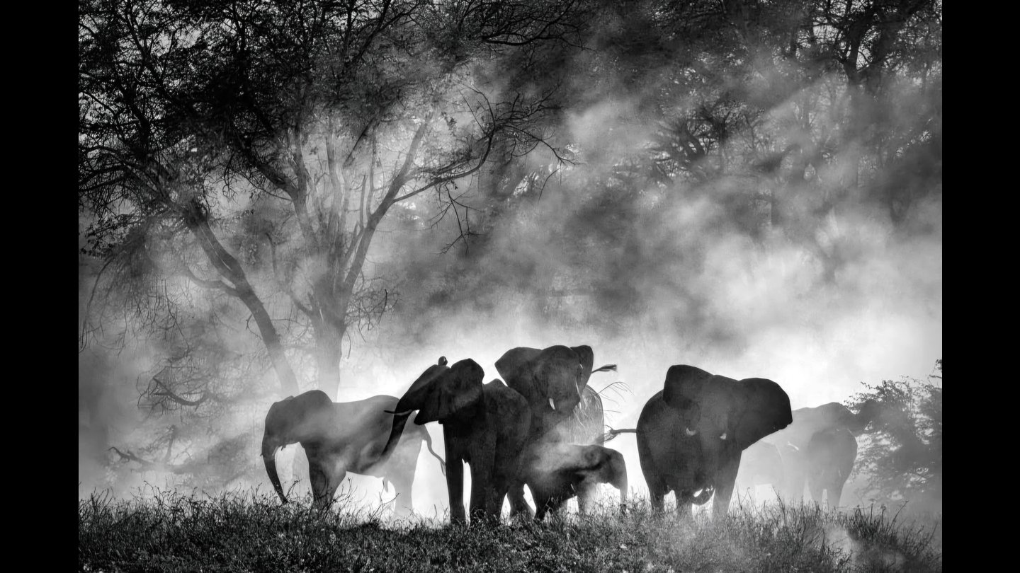 Filmstill of Ghost Elephants