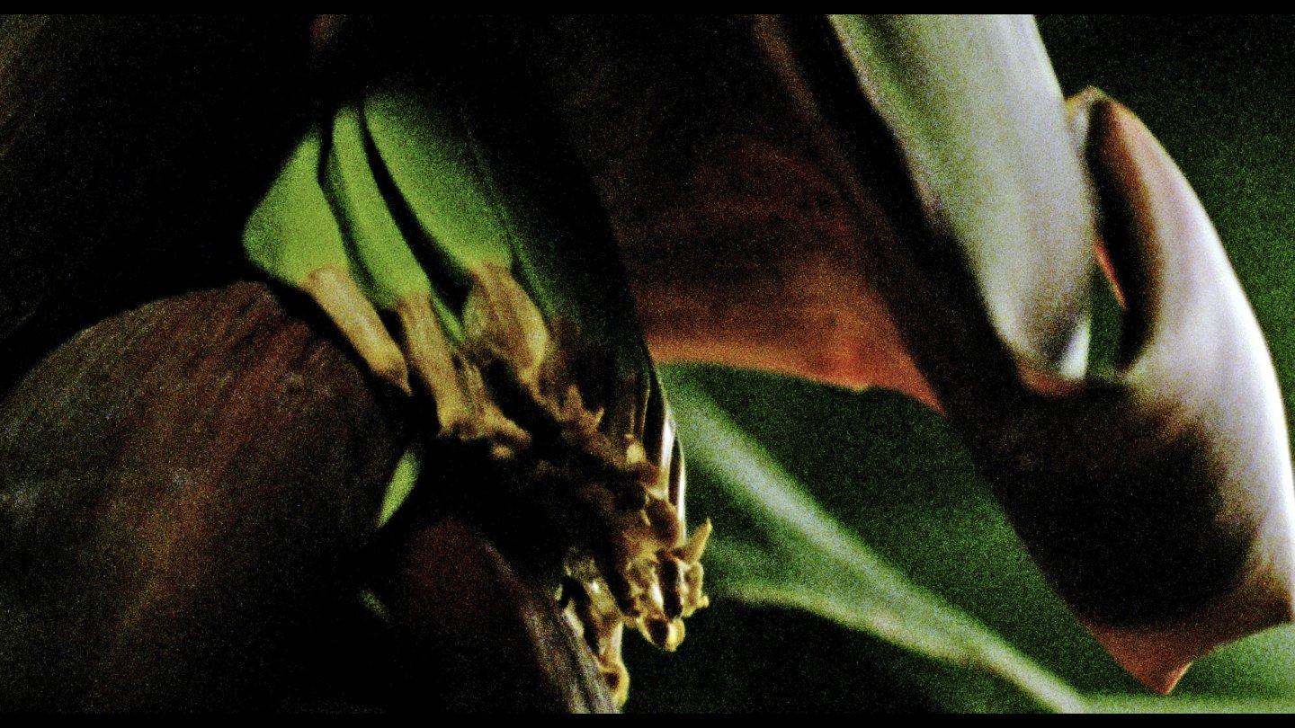 Filmstill of Un dragón de cien cabezas