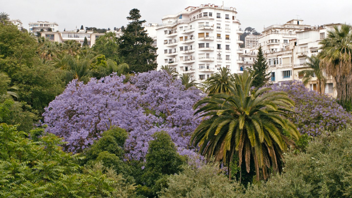 Filmstill of Alea Jacarandas