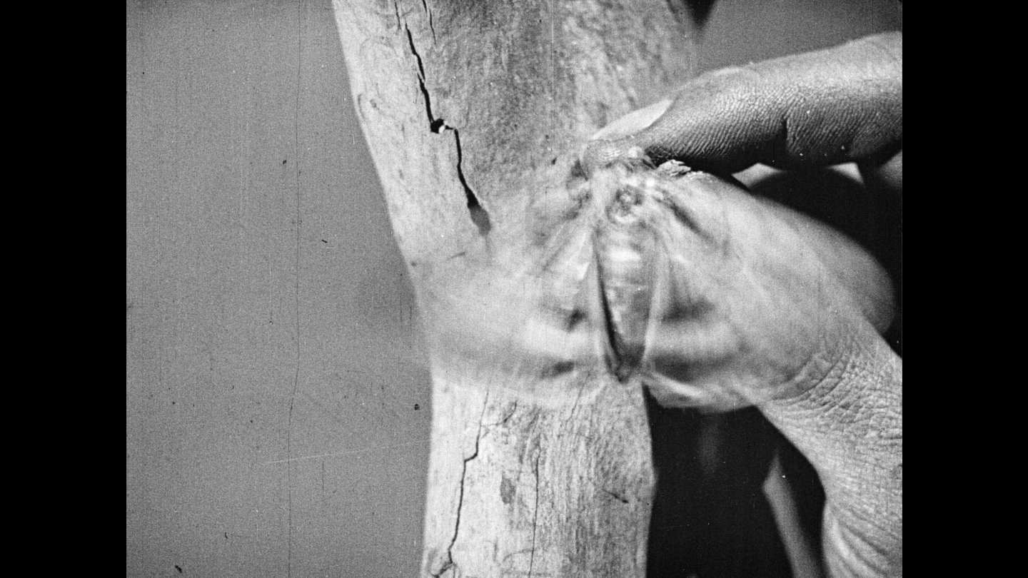 Filmstill of A Person of the Forest