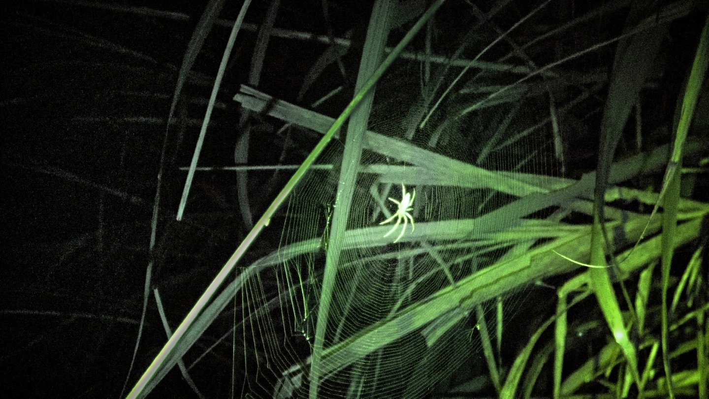Filmstill of Fire Flies