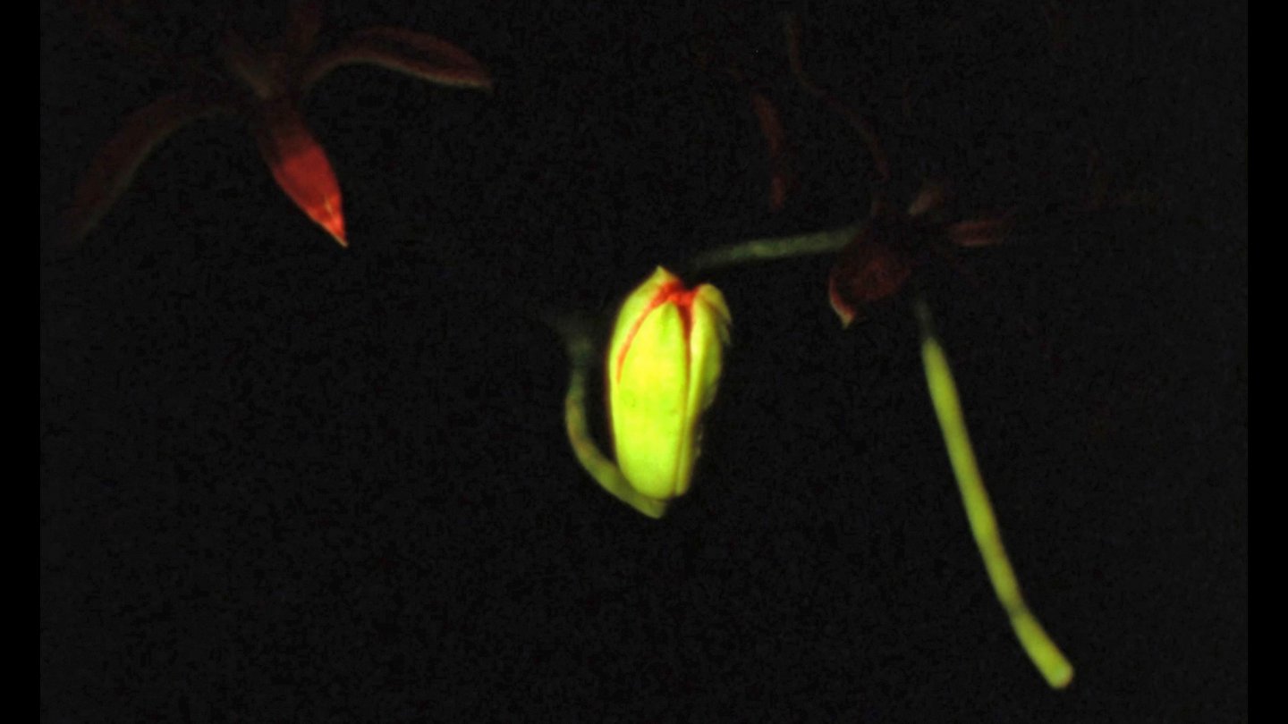 Filmstill of Hanabi
