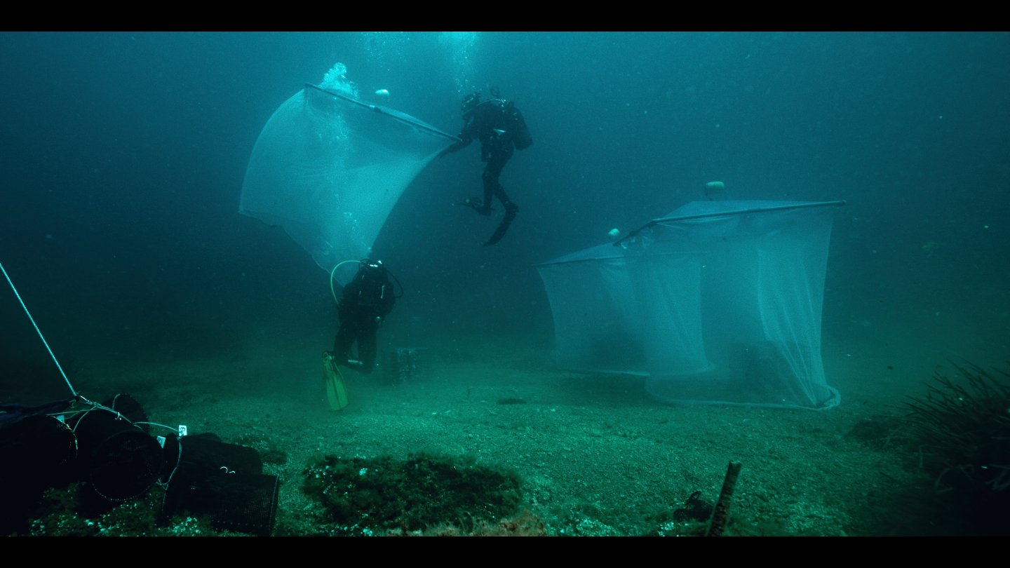 Filmstill of Mare Sapiens