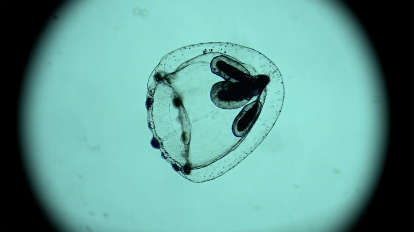 Filmstill of Spira Mirabilis